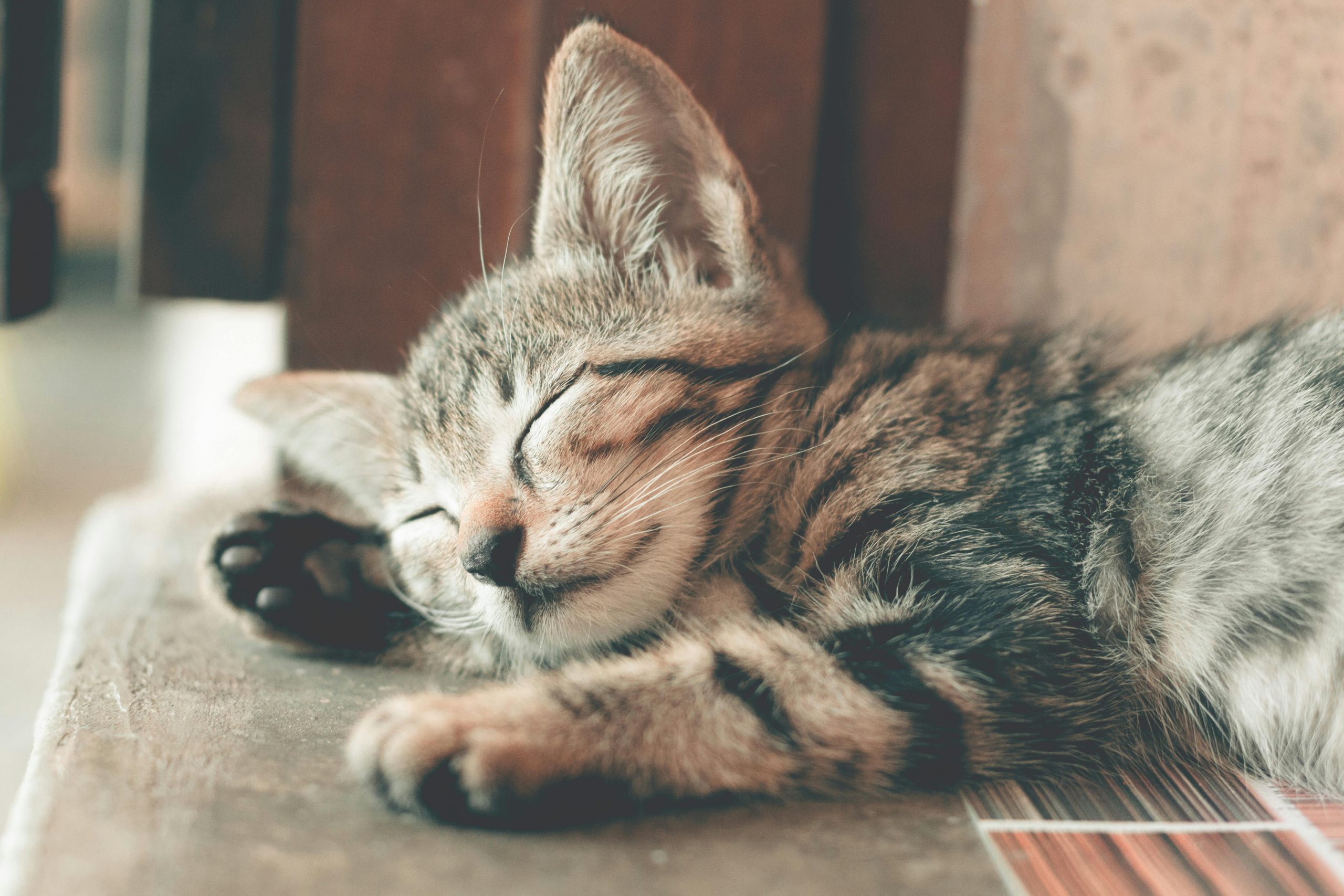 Comment choisir un collier sécurisé pour son chat ?