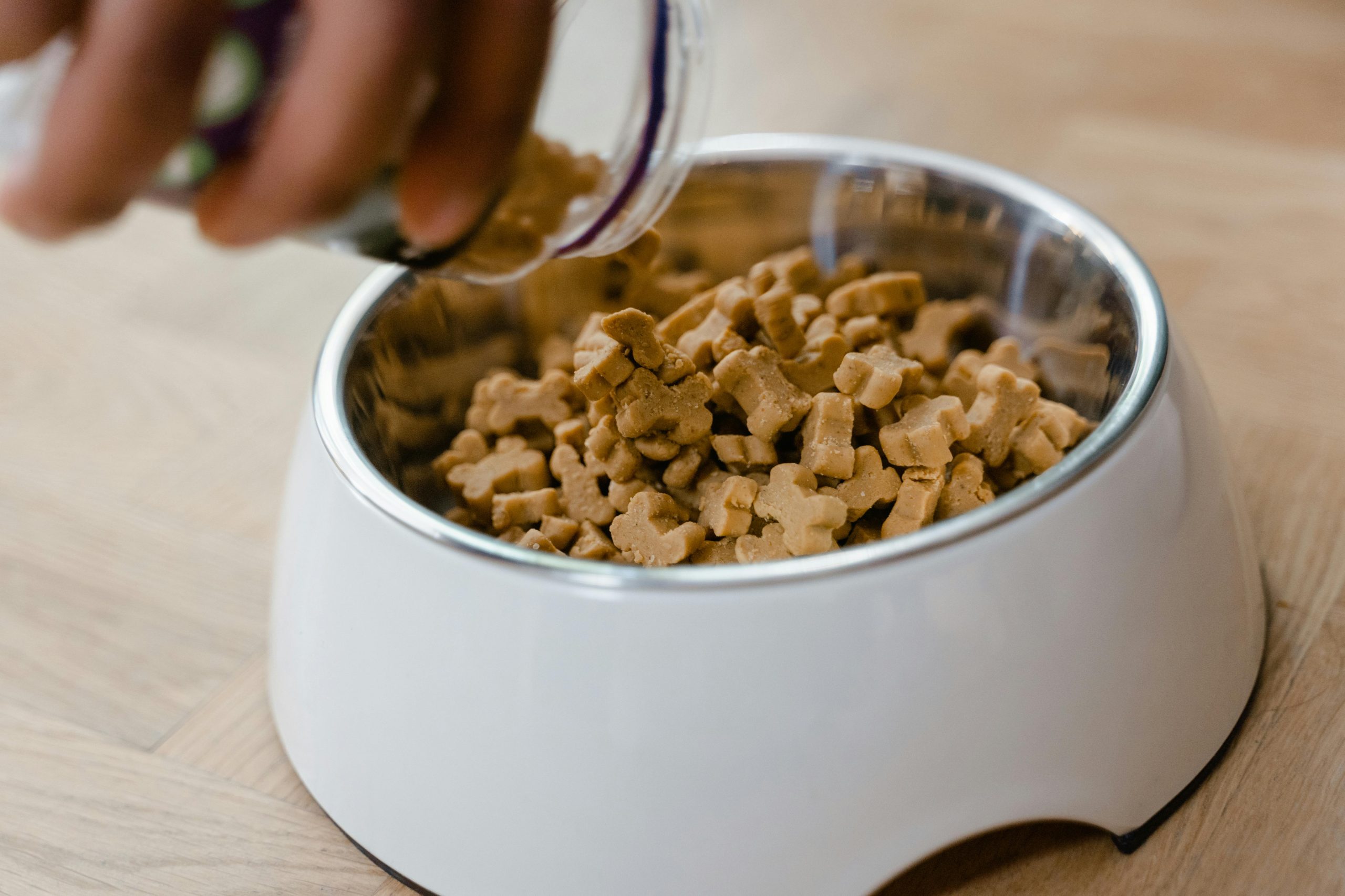 Comparatif – Les meilleurs distributeurs automatiques de croquettes