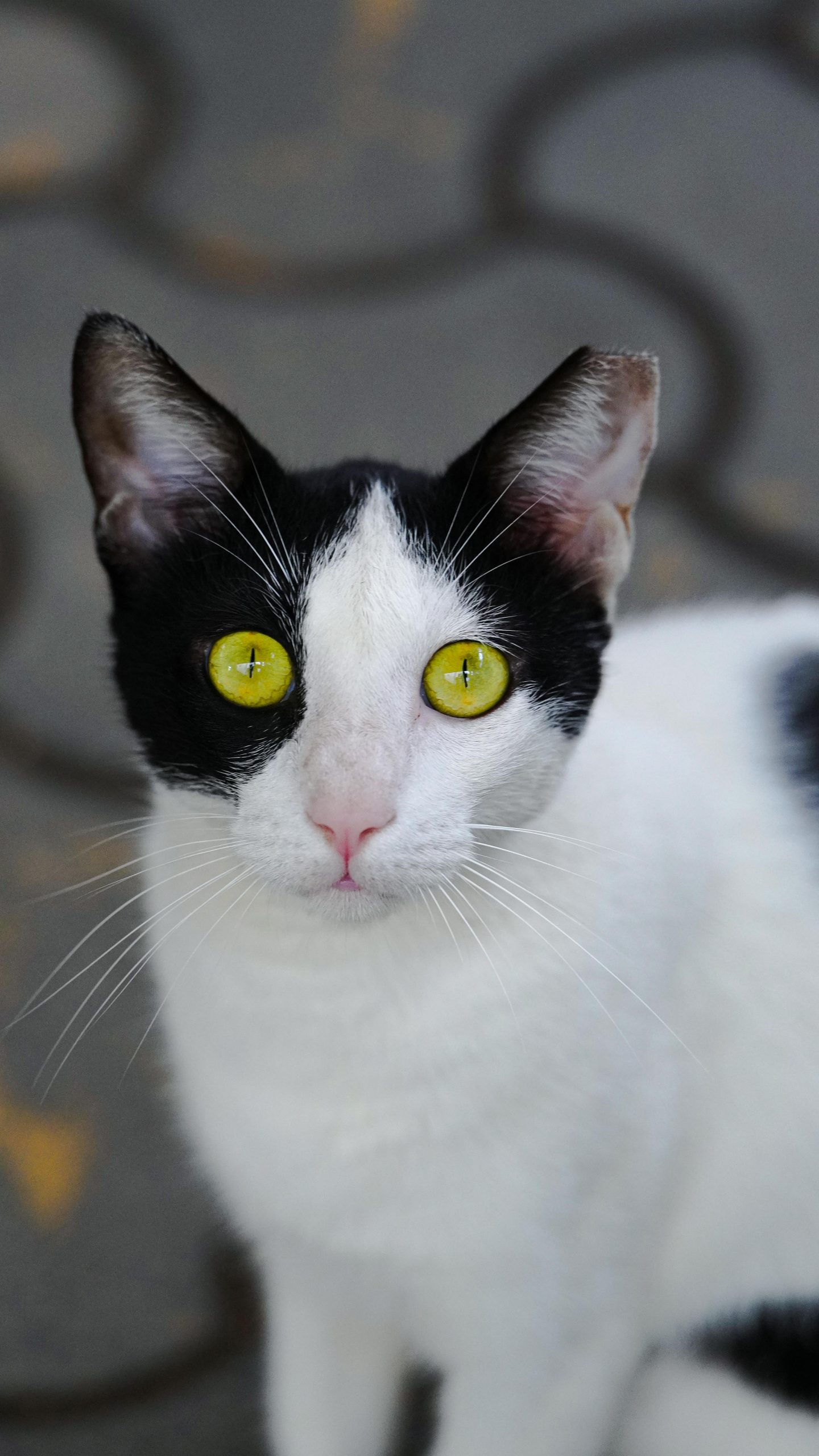 Meilleurs jouets interactifs pour occuper un chat d’intérieur