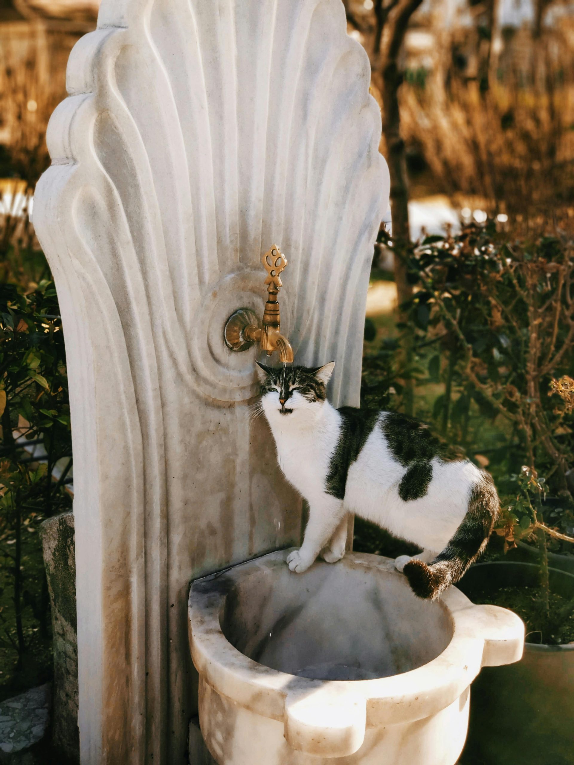 Quelle fontaine à eau choisir pour son chat ? Comparatif 2025